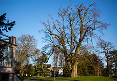 20140223 0093VRAw [D-LIP] Schloss Stietencron, Park