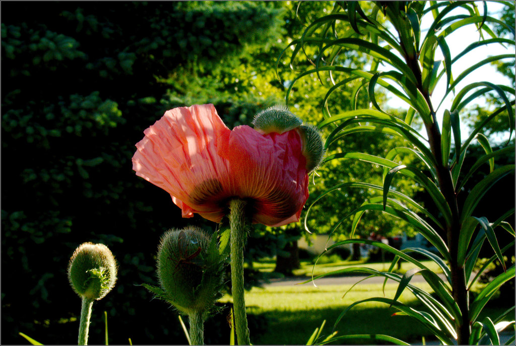 Poppy's Opening