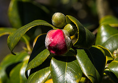 20140310 0781VRAw [D-E] Kamelie (Camellia japonica 'Mamiji-Gari'), Gruga-Park, Essen