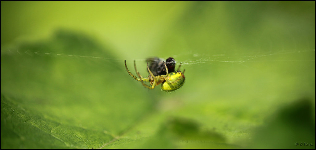 Green Orb-weaver