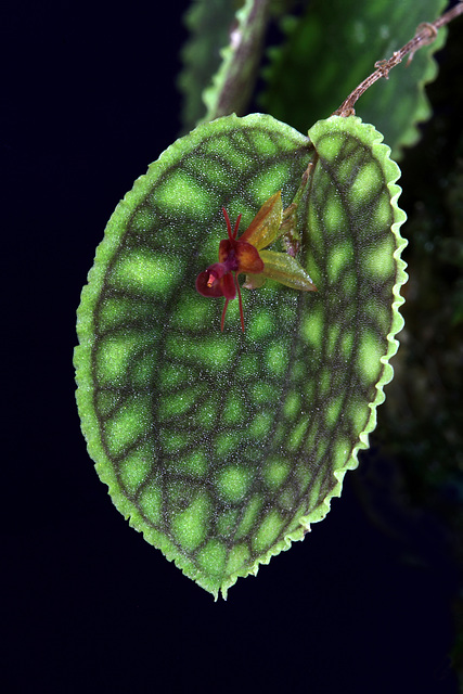 Lepanthes calodictyon