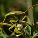 Piezodorus lituratus (Gorse Shieldbug)