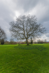 Baum - Glastonbury Abbey - 20140322