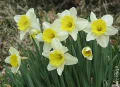 A Daffy Chorus -