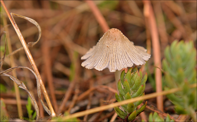 Mycena Seynii