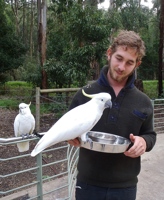 Théo and the cockatoos