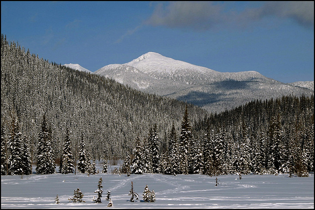 Near Wells, BC