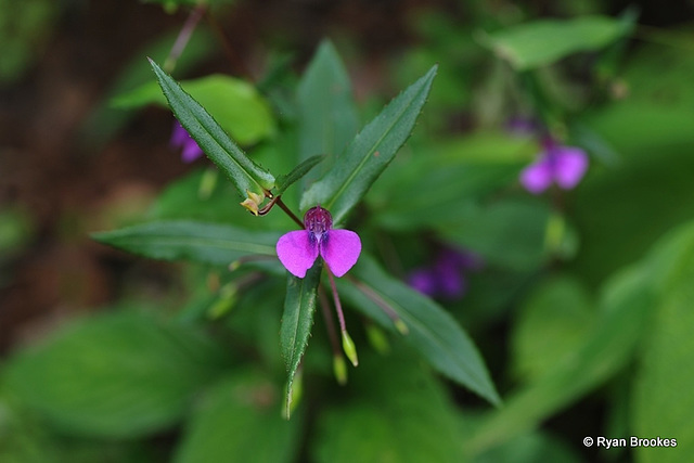 20111003-8070 Impatiens oppositifolia L.