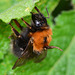 Bee, Bombus hortorum?