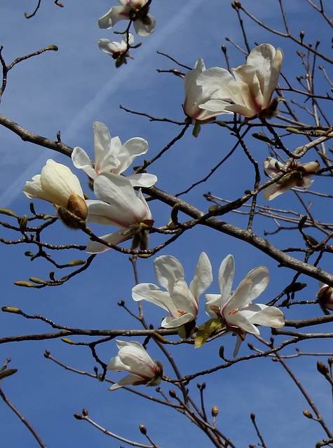 Magnolia sp