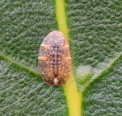 ???? really small flat and yuk!!! Identified by Spacemouses as Soft Scale, Coccus hesperidum.