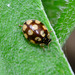 Cream-Spot Ladybird, Calvia 14-guttata