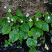 20090725-P1260690 Begonia crenata Dryand.