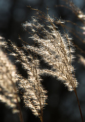 20140310 0767VRAw [D-E] Schilfrohr (Phragmites australis), Gruga-Park, Essen