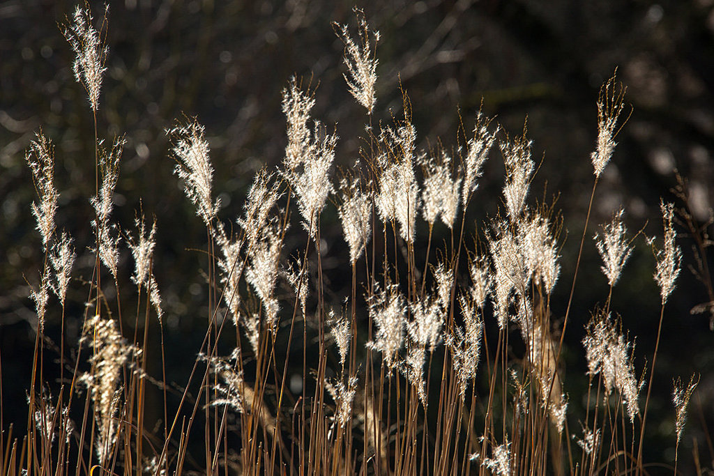 20140310 0766VRAw [D-E] Schilfrohr (Phragmites australis), Gruga-Park, Essen
