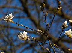 20140310 0764VRAw [D-E] Gruga-Park, Essen