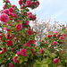 My beautiful Camellia Tree and Magnolia Tree.