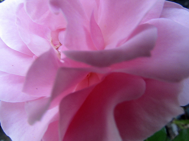 Deep pink rose