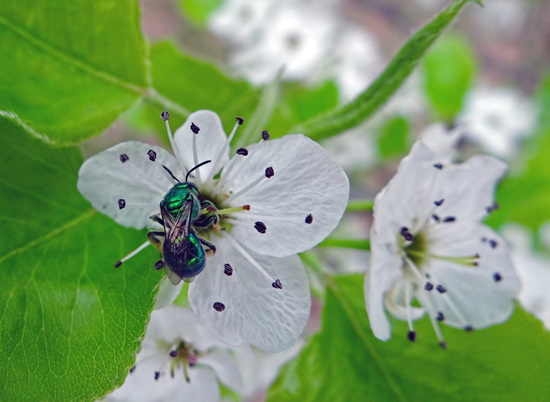 Halictid Bee on Bradford Pear