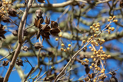 20140310 0754VRAw [D-E] Blauglockenbaum, (Paulownia tomentosa), Samenkapseln, Knospen, Gruga-Park, Essen