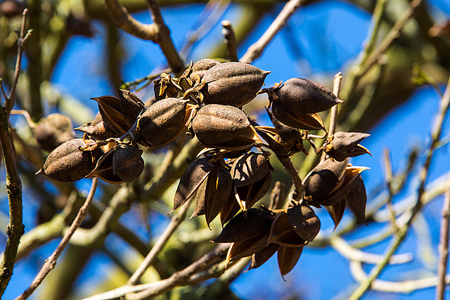 20140310 0753VRAw [D-E] Blauglockenbaum, (Paulownia tomentosa), Samenkapseln, Gruga-Park, Essen