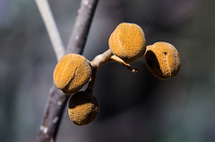 20140310 0752VRAw [D-E] Blauglockenbaum, (Paulownia tomentosa), Knospen, Gruga-Park, Essen