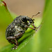 Weevil