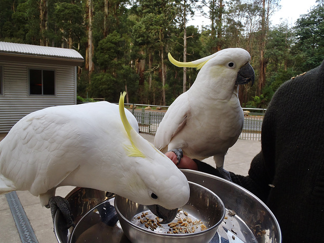 Théo and the cockatoos