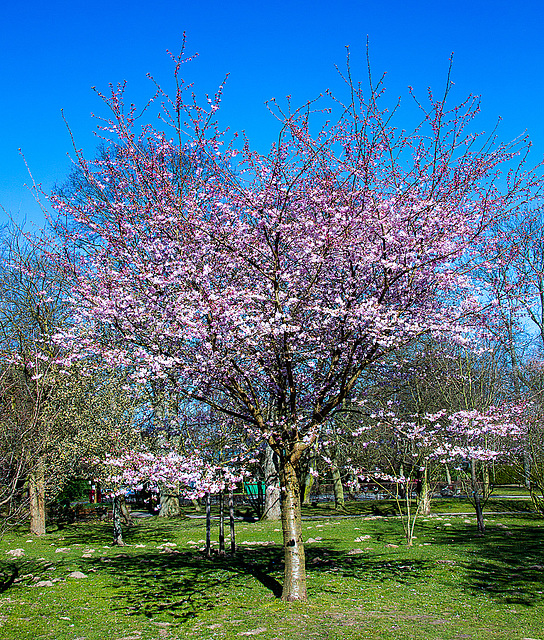 20140310 0750VRAw [D-E] Scharlachkirsche (Prunus sargentii 'Accolade'), Gruga-Park, Essen