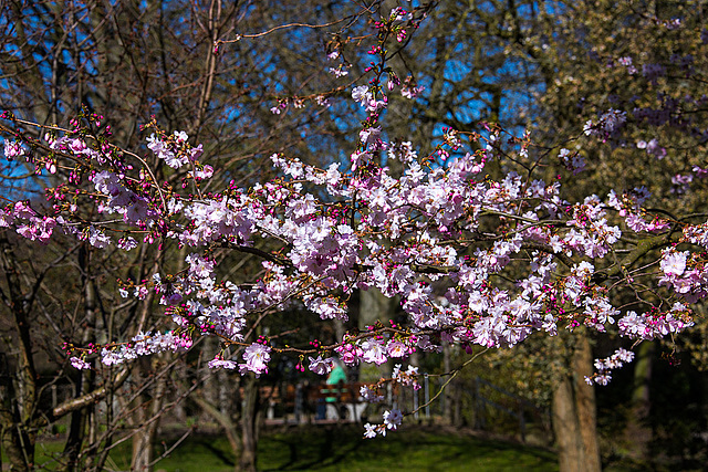 20140310 0749VRAw [D-E] Scharlachkirsche (Prunus sargentii 'Accolade'), Gruga-Park, Essen