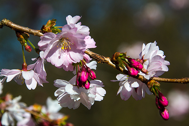 20140310 0748VRAw [D-E] Scharlachkirsche (Prunus sargentii 'Accolade'), Gruga-Park, Essen