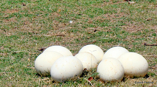 Ostrich Eggs