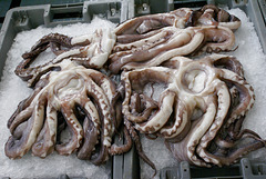 Funchal. Mercado dos Lavradores. Frisch gefangene  Gewöhnliche Krake  (Octopus vulgaris). ©UdoSm