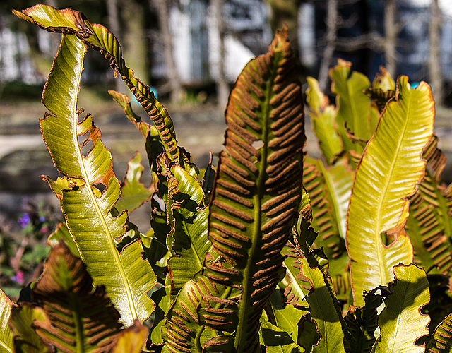 20140310 0741VRAw [D-E] Hirschzungenfarn (Phyllitis scolopendrium), Gruga-Park, Essen