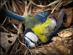 Blue Tit