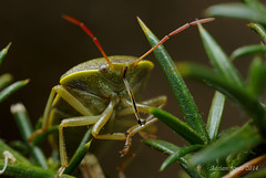 Piezodorus lituratus (Gorse Shieldbug)