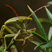 Piezodorus lituratus (Gorse Shieldbug)