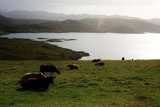 Cows & Loch Thùrnaig