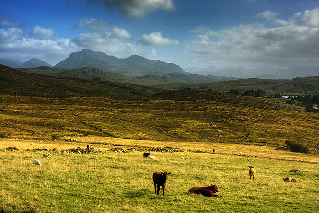 Calves Near Loch Thùrnaig