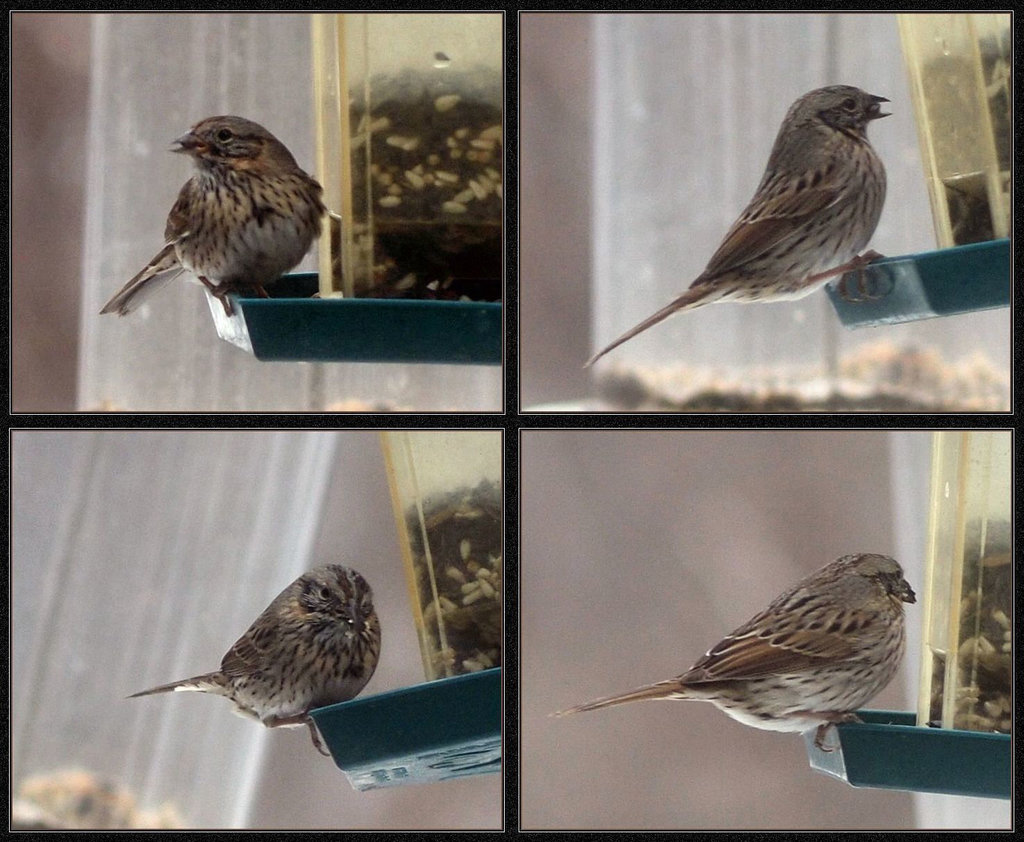 Which sparrow have I got?