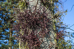 20140310 0738VRAw [D-E] Amerikanischer Lederhülsenbaum (Gleditsia triacanthos) [Gleditschie], Gruga-Park, Essen