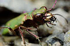 Green Tiger Beetle ( Cicindela campestris)