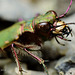 Green Tiger Beetle ( Cicindela campestris)