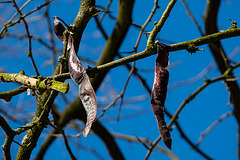 20140310 0737VRAw [D-E] Amerikanischer Lederhülsenbaum (Gleditsia triacanthos) [Gleditschie], Gruga-Park, Essen