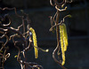 20140310 0735VRAw [D-E] Korkenzieherhasel (Corylus avellana Contorta), Gruga-Park, Essen