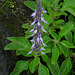 20090725-P1260740 Plectranthus barbatus Andrews