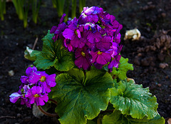 20140310 0730VRAw [D-E] Primel (Primula agg), Gruga-Park, Essen