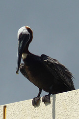 Brown Pelican (2) - 5 March 2014