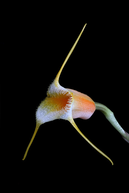 Masdevallia sotoana