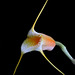 Masdevallia sotoana